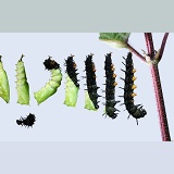Peacock Butterfly caterpillar to pupa series