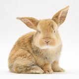 Baby sandy Lop rabbit