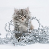 Maine Coon kitten, 8 weeks old, with tinsel