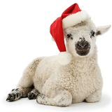 Lamb wearing a Santa hat