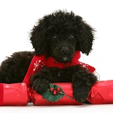 Black Miniature Poodle with Christmas cracker