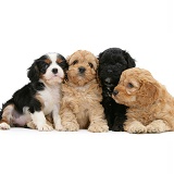 Cockapoo pups with a King Charles pup