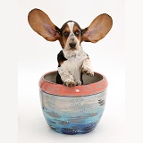 Basset Hound pup with ears up in a plant pot