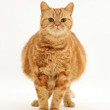 Pregnant ginger cat
