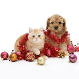 Ginger kitten and Golden Cockapoo puppy with tinsel