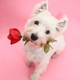 Westie with a red rose