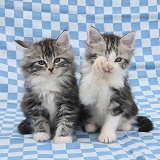 Maine Coon-cross kittens, sitting on blue gingham cloth