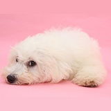 Bichon Frise lying with his chin on the floor