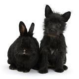 Black Terrier-cross puppy with black rabbit