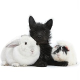 Black Terrier-cross puppy with rabbit and Guinea pig