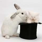Rabbit and sleepy white Maine Coon kitten in a top hat