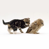 Kitten playing with Tawny Owl chick