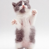 Grey-and-white kitten standing and reaching up
