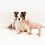 Piglet and Border Collie