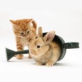 Ginger kitten with young rabbit in a watering can