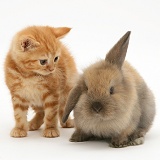 Ginger kitten and brown Lop rabbit
