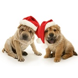 Shar Pei pups with Santa hats on