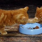 Two ginger kittens scrapping over food