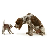 Kitten frightened by Spinone pup