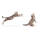 Silver tabby cats play-fighting