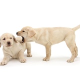 Yellow Labrador puppies, 8 weeks old, play-fighting