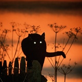 Black cat with shining eyes at sunset