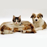 Tabby and white kitten with Sable Border Collie Pups