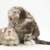 Silver Guinea pig with silver tabby Maine Coon kitten