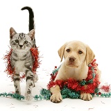 Yellow Labrador pup with silver tabby cat and tinsel