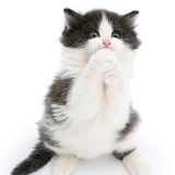Black-and-white kitten clasping its paws and begging