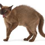 Young Burmese cat in fierce defensive posture