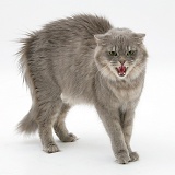 Maine Coon cat in fierce defensive posture