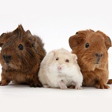 Baby Guinea pigs and Russian Hamster