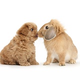 Peekapoo pup nose-to-nose with Sandy Lop rabbit