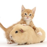 Ginger kitten and yellow Guinea pig