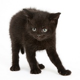 Black kitten, 7 weeks old, defensive