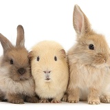 Yellow Guinea pig and baby Sandy Lop rabbits