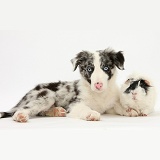 Blue merle Border Collie puppy and Guinea pig
