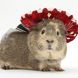Guinea pig wearing a Mexican hat