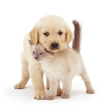 Golden Retriever pup and kitten