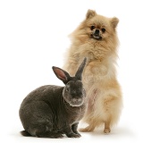 Pomeranian and Blue Rex rabbit