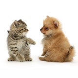 British Shorthair kitten and Pomeranian pup