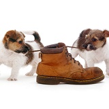 Jack Russell pups playing with a shoe