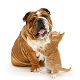 Bulldog and ginger kitten