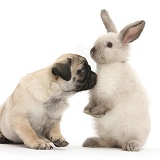 Fawn Pug pup, 8 weeks old, and sooty colourpoint rabbit