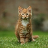 Ginger kitten sitting on a lawn