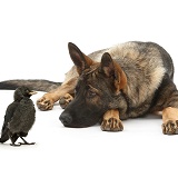 Alsatian and young Jackdaw