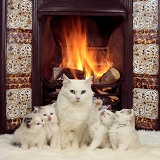 Family of white cats by the fire
