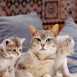 Grey mother cat and kittens with cushions
