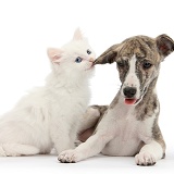 Brindle-and-white Whippet pup and white kitten